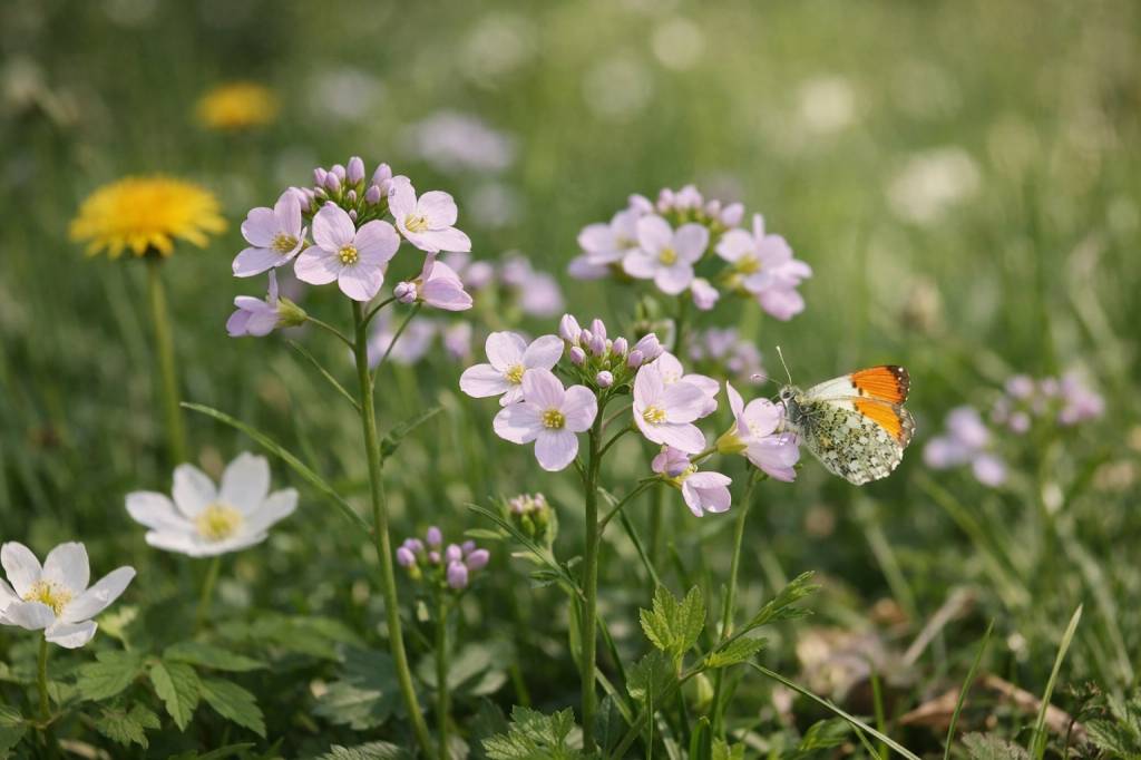 Les cardamines : identifier ces fleurs sauvages, comprendre leur rôle écologique et leurs usages méconnus