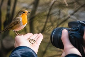 Association des oiseaux : rôle, missions et comment la soutenir