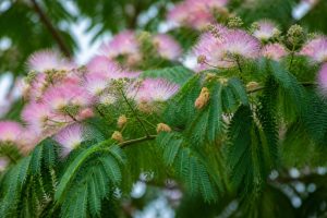 Arbre a plume : comment reconnaître cet arbre étonnant dans la nature