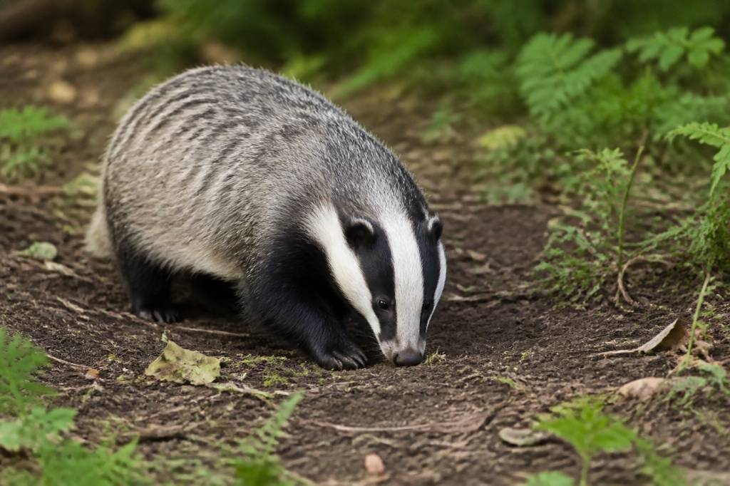 Alimentation blaireau : que mange-t-il vraiment dans la nature ?