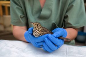 Association qui récupère les oiseaux blessés : comment la trouver et la contacter