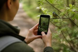 Appli reconnaissance oiseaux gratuite : les meilleures solutions pour identifier les espèces