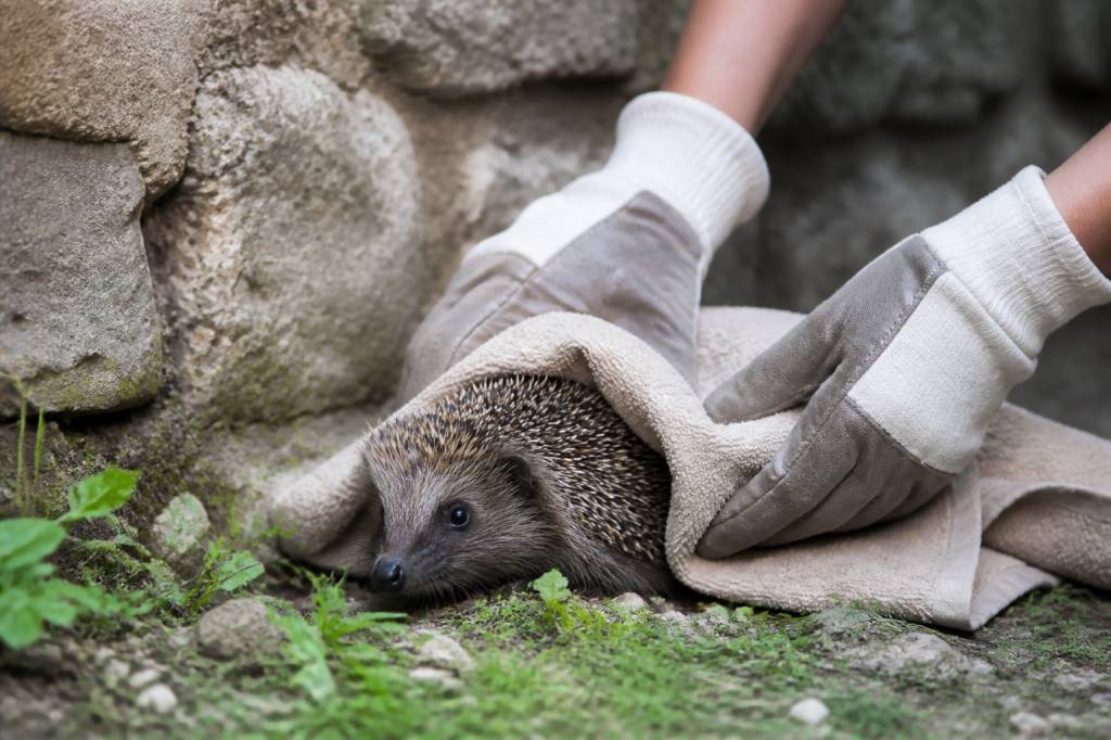 Animal en détresse : que faire pour le sauver sans se mettre en danger