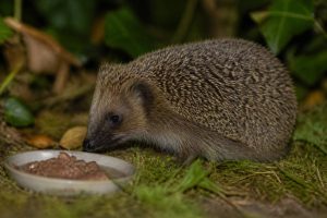 Alimentation hérisson : que lui donner et que éviter au jardin