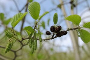 Aulne glutineux fiche technique : caractéristiques, habitat et usages