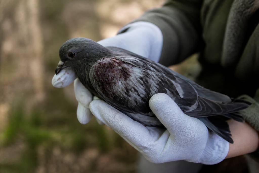Animaux blessés : que faire pour les protéger et les soigner en toute sécurité